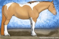 Horse Color:Gold Champagne Tobiano 