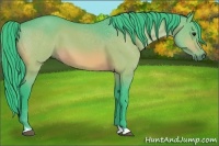 Horse Color:Watercolor Bay 