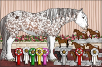 Horse Color:Bay Splash Appaloosa