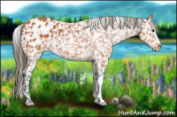 Horse Color:Bay Appaloosa 