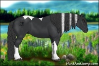 Horse Color:Black Tobiano 