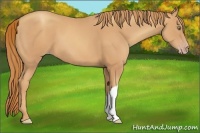 Horse Color:Gold Champagne 
