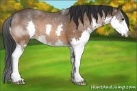 Horse Color:Bay Splash 