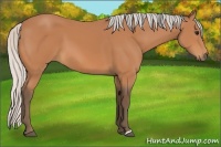 Horse Color:Silver Bay 
