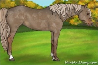 Horse Color:Liver Red Dun Sabino 