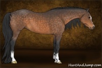 Horse Color:White Spotted Buckskin 