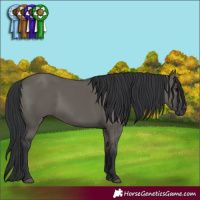 Horse Color:Grullo 