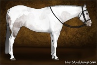 Horse Color:Bay Tobiano 