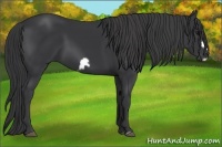 Horse Color:Black Frame 