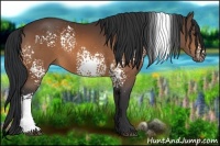 Horse Color:White Spotted Bay 