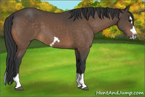 Horse Color:Buckskin Splash Frame 