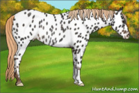 Horse Color:Liver Chestnut Appaloosa Rabicano
