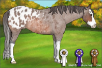 Horse Color:Bay Roan Splash Appaloosa 