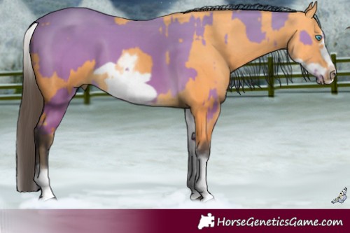 Horse Color:Buckskin Splash Frame and White Spotted Buckskin Splash Frame
