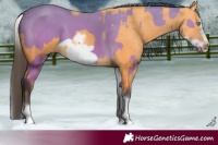 Horse Color:Buckskin Splash Frame and White Spotted Buckskin Splash Frame