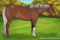 Horse Color:Silver Bay 