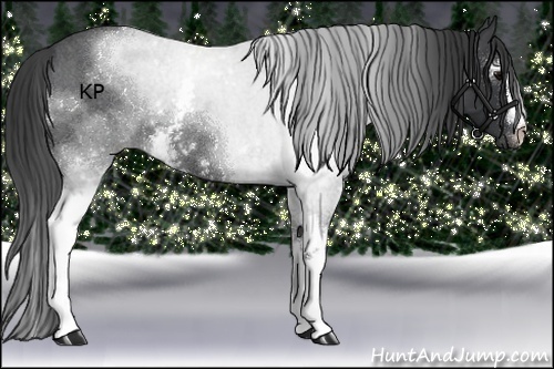 Horse Color:White Spotted Blue Roan