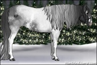 Horse Color:White Spotted Blue Roan 