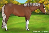 Horse Color:Silver Bay 