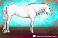 Horse Color:Silver Buckskin Dun Tobiano Appaloosa 