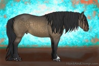 Horse Color:Bay Dun Sabino