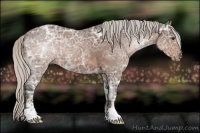 Horse Color:Silver Bay Ice Sabino