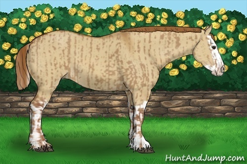 Horse Color:Red Dun  and Red Dun Splash 