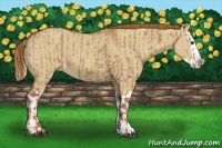 Horse Color:Red Dun and Red Dun Splash