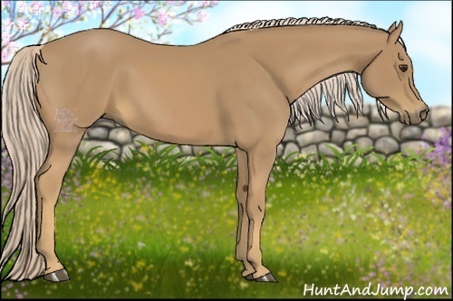 Horse Color:Palomino