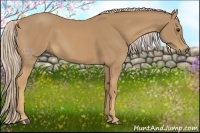 Horse Color:Palomino 