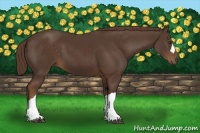 Horse Color:Liver Chestnut 