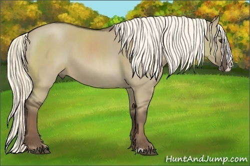 Horse Color:Liver Red Dun Splash 