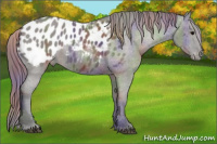 Horse Color:Nacre Grullo Appaloosa