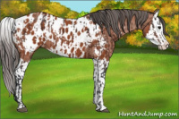 Horse Color:Bay Sabino Splash Appaloosa and Bay Sabino Splash Appaloosa
