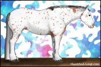 Horse Color:Brown Sabino Splash Appaloosa and Bay Sabino Splash Appaloosa