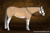 Horse Color:Buckskin Splash 