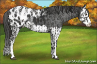 Horse Color:Liver Chestnut Sabino Splash Appaloosa and Liver Chestnut Sabino Splash Appaloosa