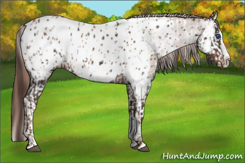 Horse Color:Liver Chestnut Sabino Splash Near Leopard and Chestnut Sabino Splash Near Leopard