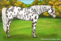Horse Color:Liver Chestnut Mushroom Appaloosa Rabicano