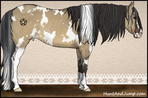Horse Color:White Spotted Brown Dun Sabino Rabicano 