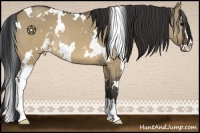 Horse Color:White Spotted Brown Dun Sabino Rabicano