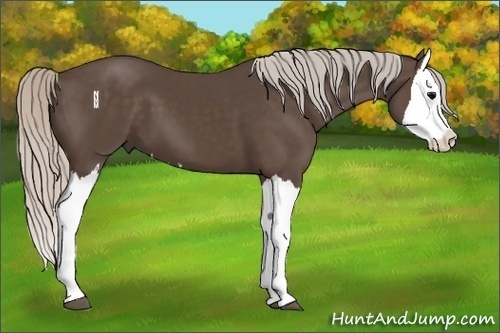 Horse Color:Silver Black Splash 