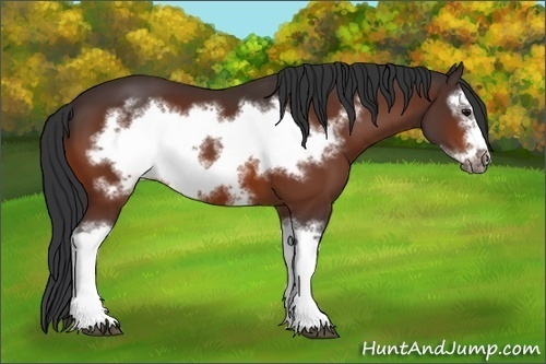 Horse Color:Bay Splash Frame 