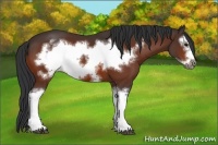 Horse Color:Bay Splash Frame