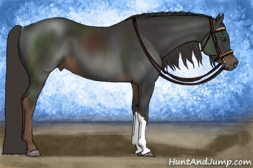 Horse Color:Liver Chestnut 