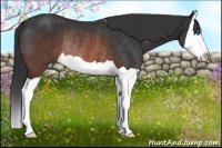 Horse Color:Brown Splash Rabicano 