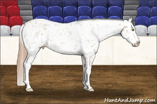 Horse Color:Gold Champagne Leopard  and White Spotted Gold Champagne Leopard 