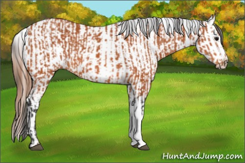 Horse Color:Bay and Bay Appaloosa