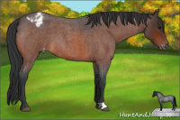 Horse Color:Bay Roan Appaloosa