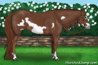 Horse Color:Chestnut Frame